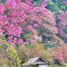 Local Village Walking Trail 5