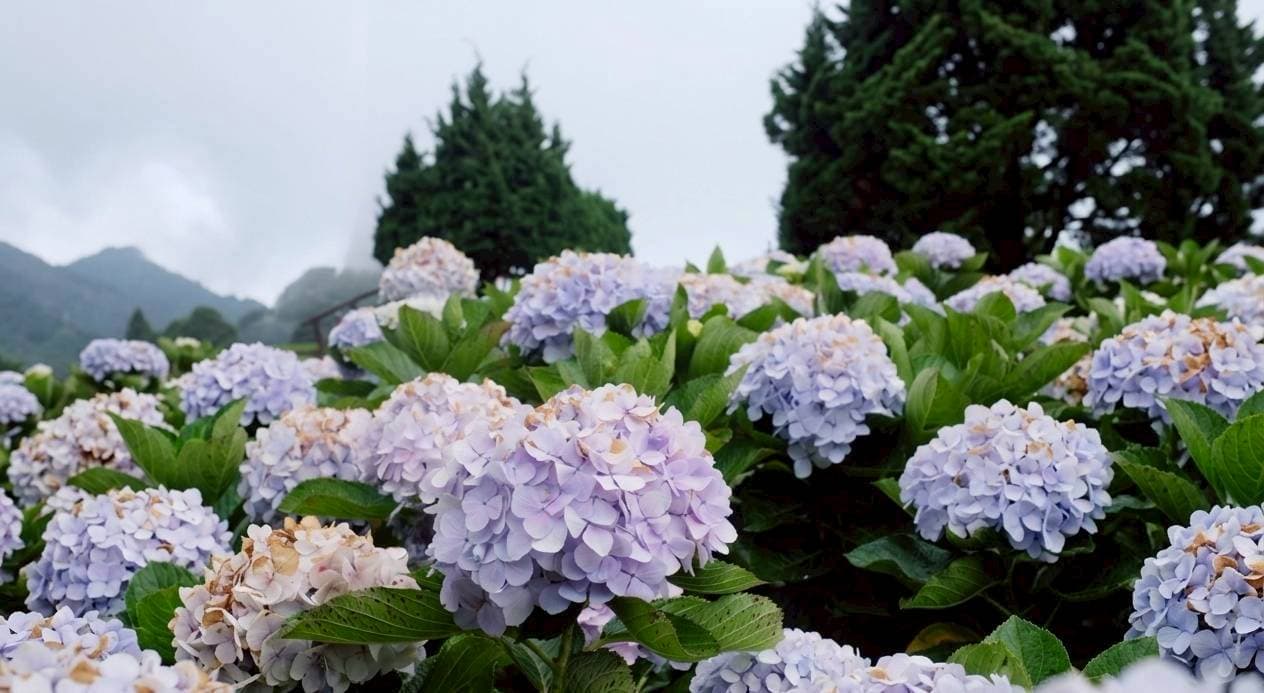 Doi Inthanon National Park 13
